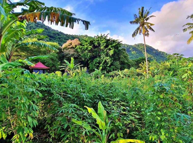 Land for sale Kerandangan Senggigi