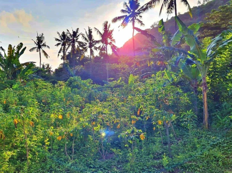Land for sale Kerandangan Senggigi